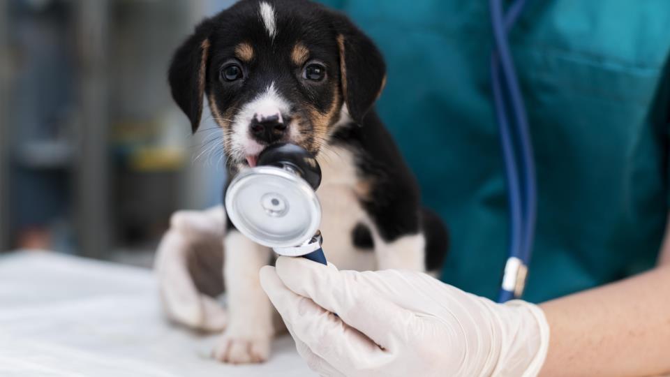 Lenkje til artikkel: Stilling ledig for veterinær